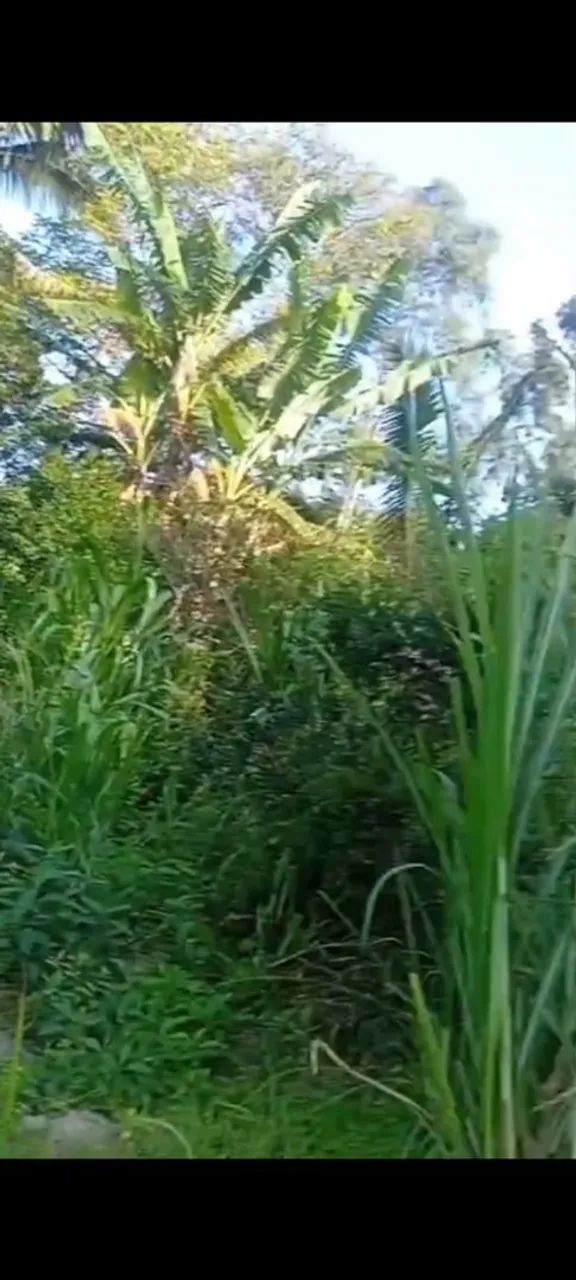 Terreno de 3 hequitares nós coqueiros  - Foto 4