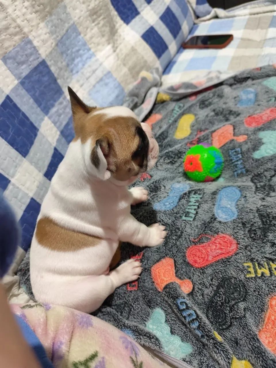 Bulldog francês  - Foto 4