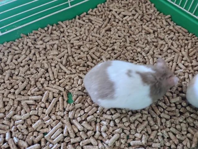 Hamster Sírio - Foto 6