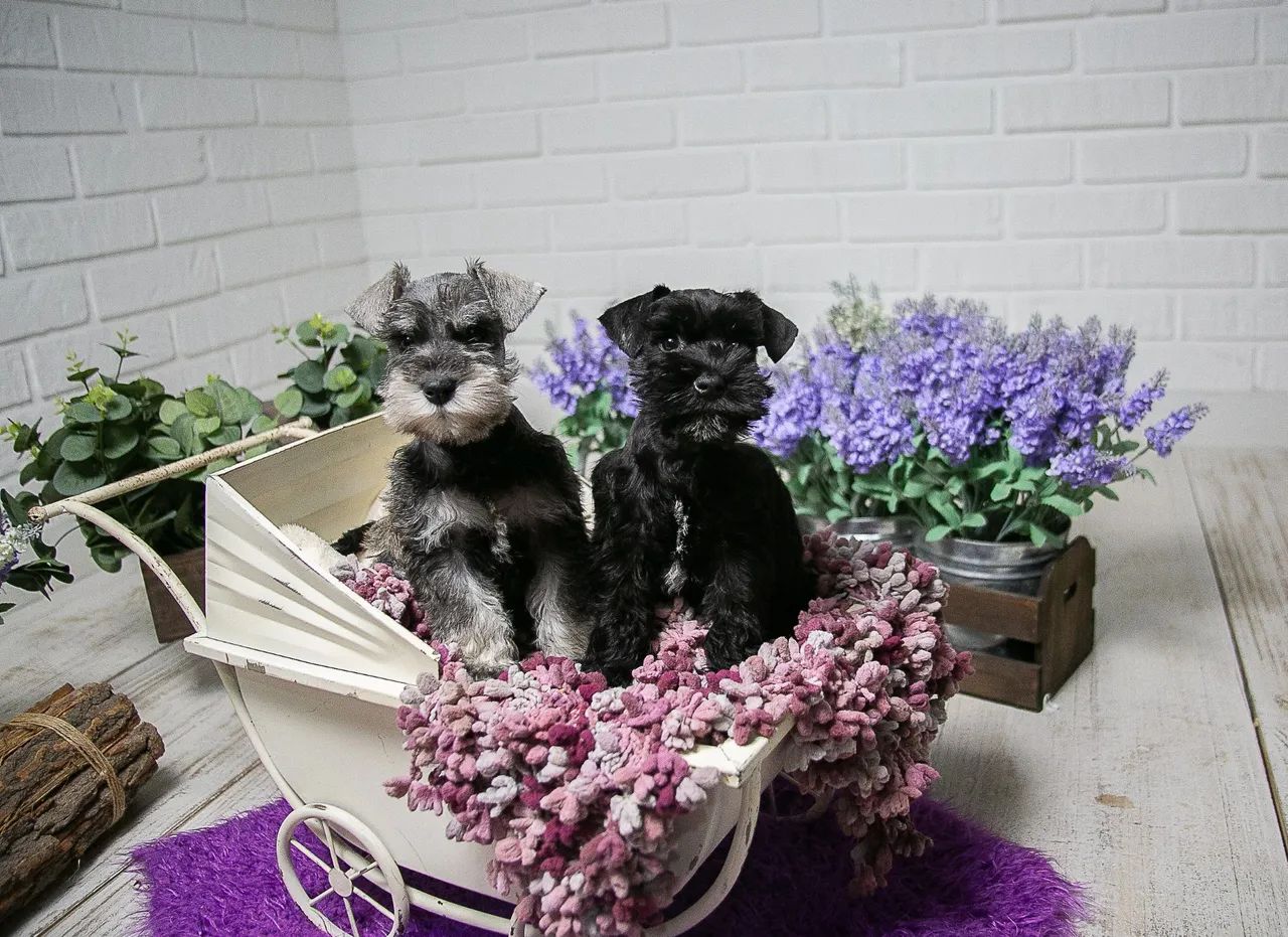 Schnauzer miniatura  - Foto 3