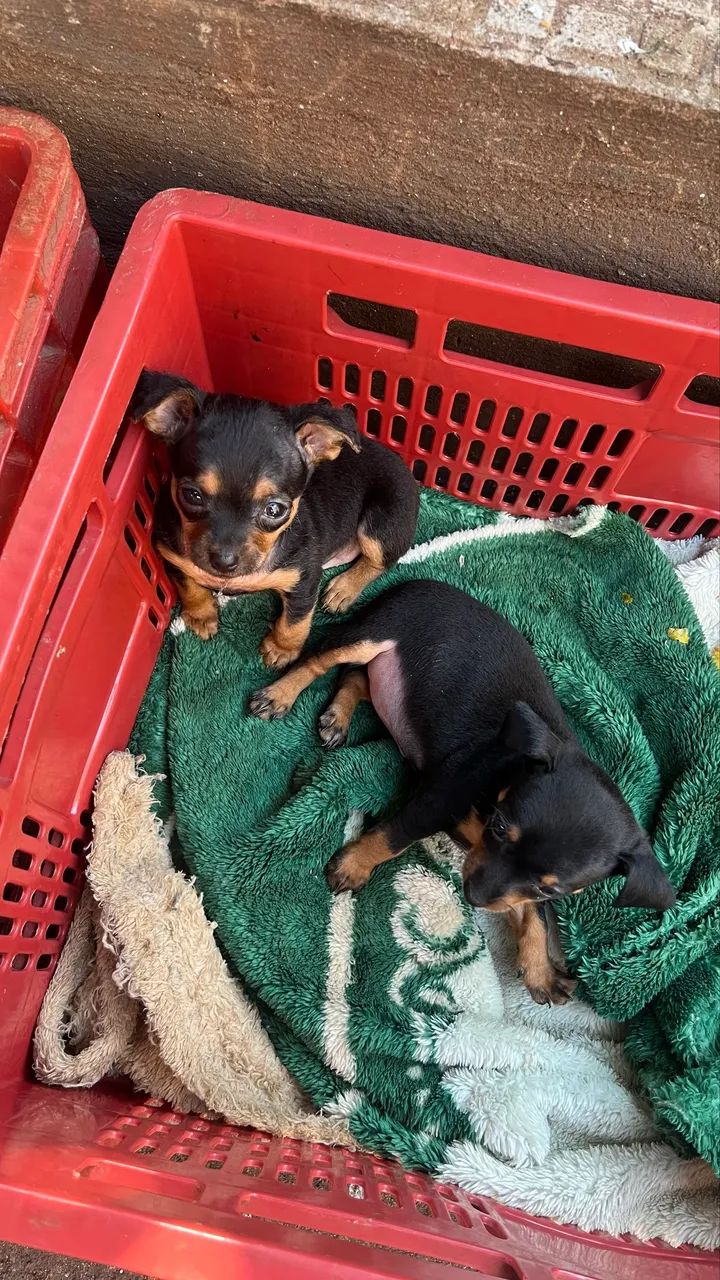 Pinscher  - Foto 4