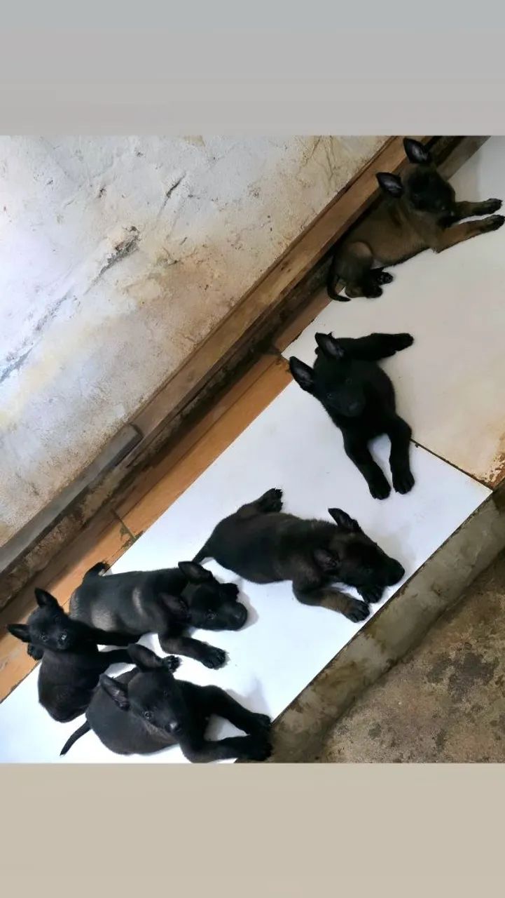 Pastor belga de malinois  - Foto 3