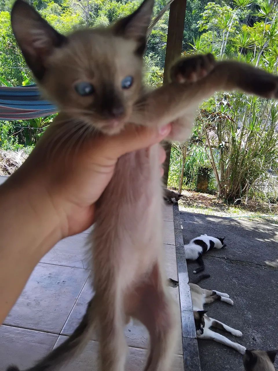 Gatinhos de 3 meses para adoção ,siameses ,um casal  - Foto 4