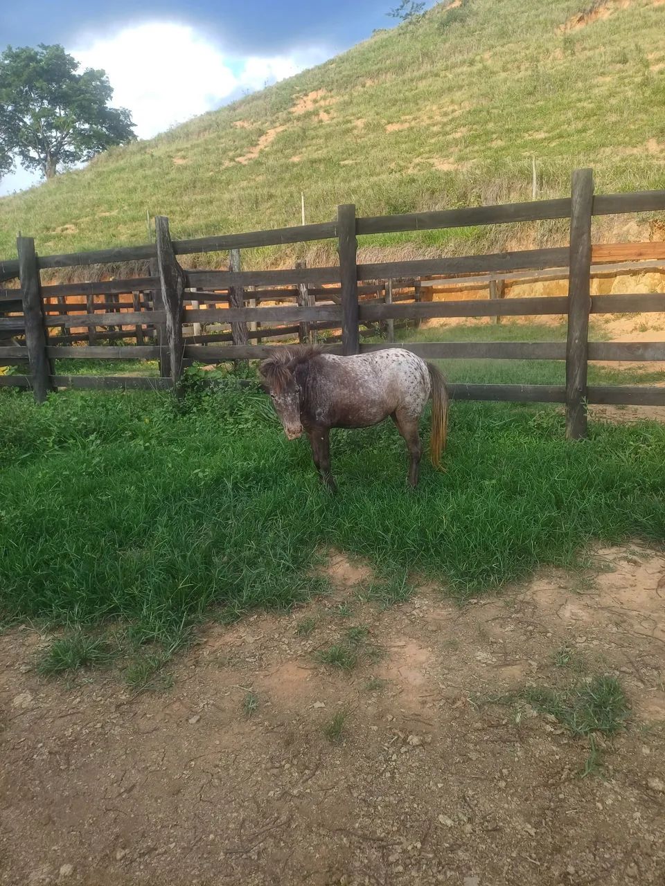 Mini pônei  - Foto 3