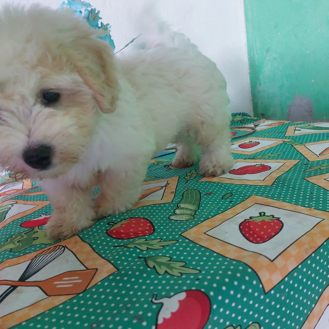 cachoro - Foto 3