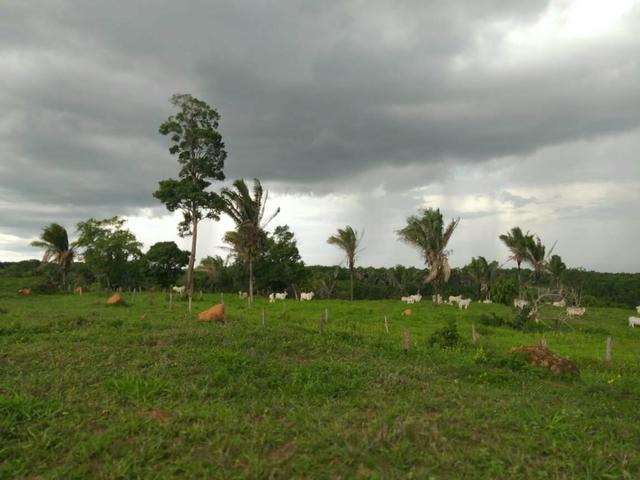 Faz. 12 alqueires à 30 km de Imperatriz- porteira fechada * - Foto 4