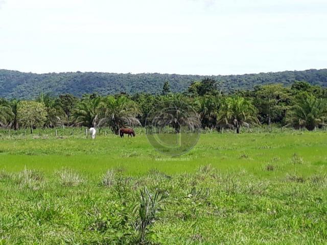 Chacara 40 hectares em mimoso - Foto 19