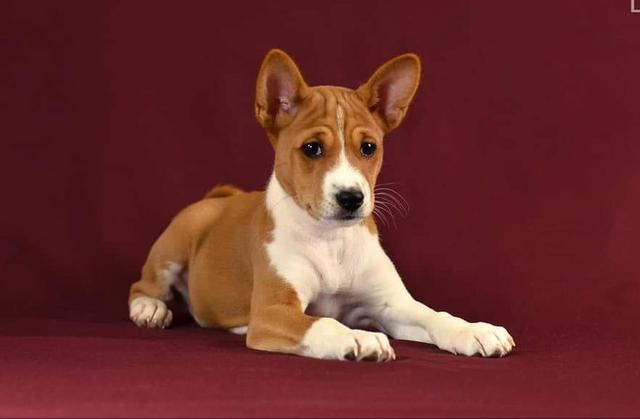 Filhote de Basenji machos e femas, canil PS