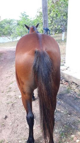 Vendo e aceito troca potra QM