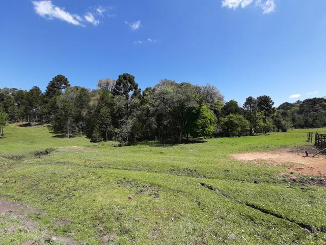 Chácara de 5.3 Alqueires com Pínus e Eucalipto . Guairacá- Guarapuava PR - Foto 2