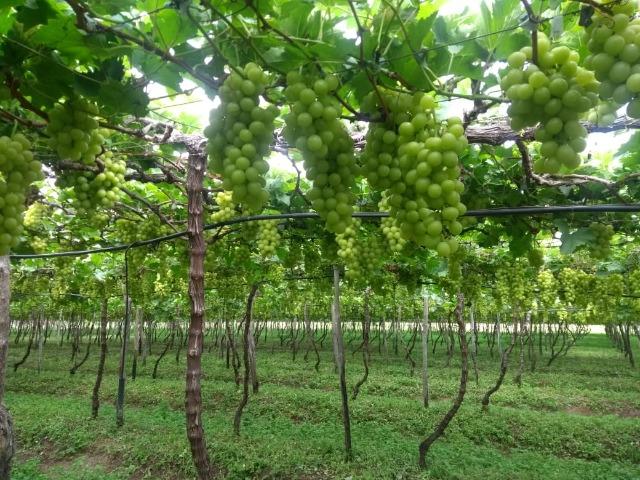 Fazenda a Venda - Foto 2