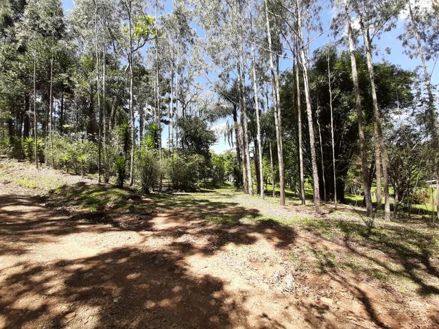 Chácara de 5.3 Alqueires com Pínus e Eucalipto . Guairacá- Guarapuava PR - Foto 15