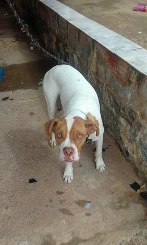 Cachorro boxe - Foto 4