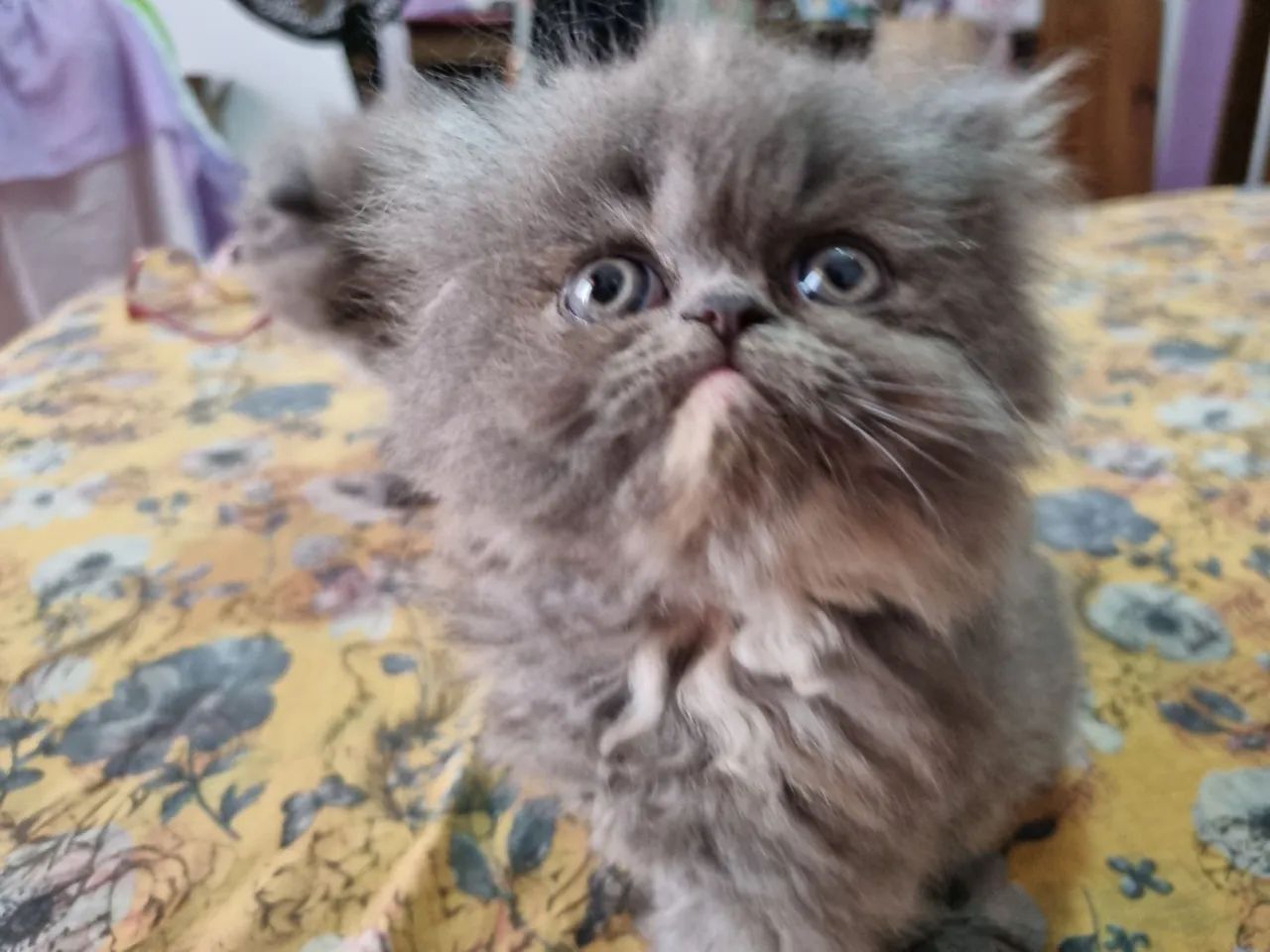 Gato Persa Blue disponível 12x 89 - Foto 3