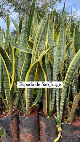 Mudas de Espada de São Jorge
