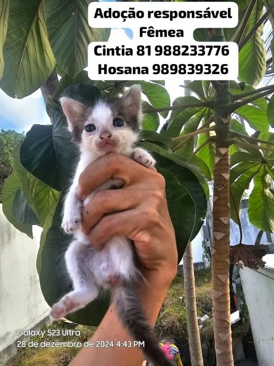 Adoção responsável de gatinhos - Foto 4