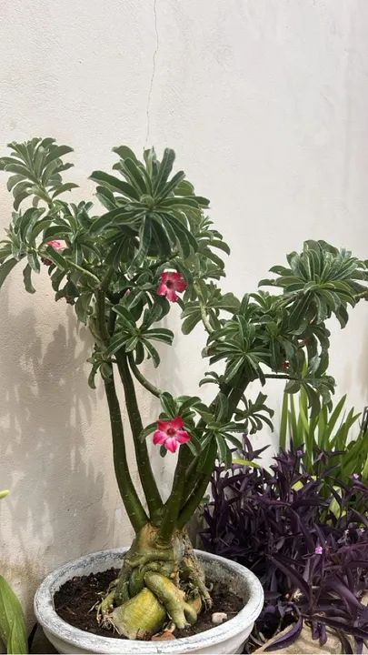 Rosas do deserto Adultas , preços variados  - Foto 6