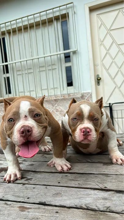 FILHOTES AMERICAN BULLY - Foto 2
