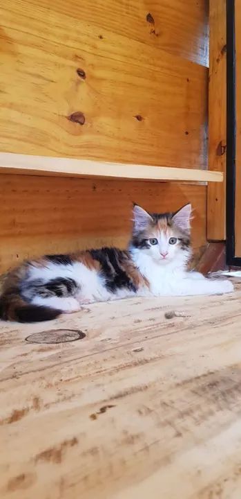 Maine coon...machos e femeas - Foto 6