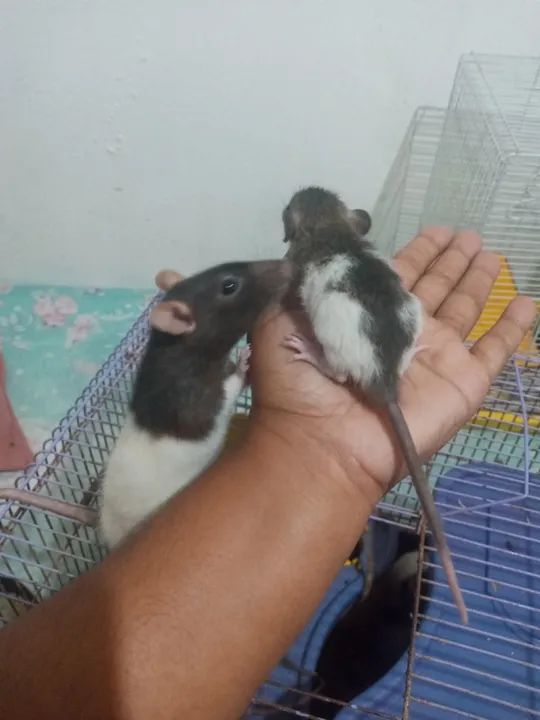 Ratinho já com entrega  - Foto 3