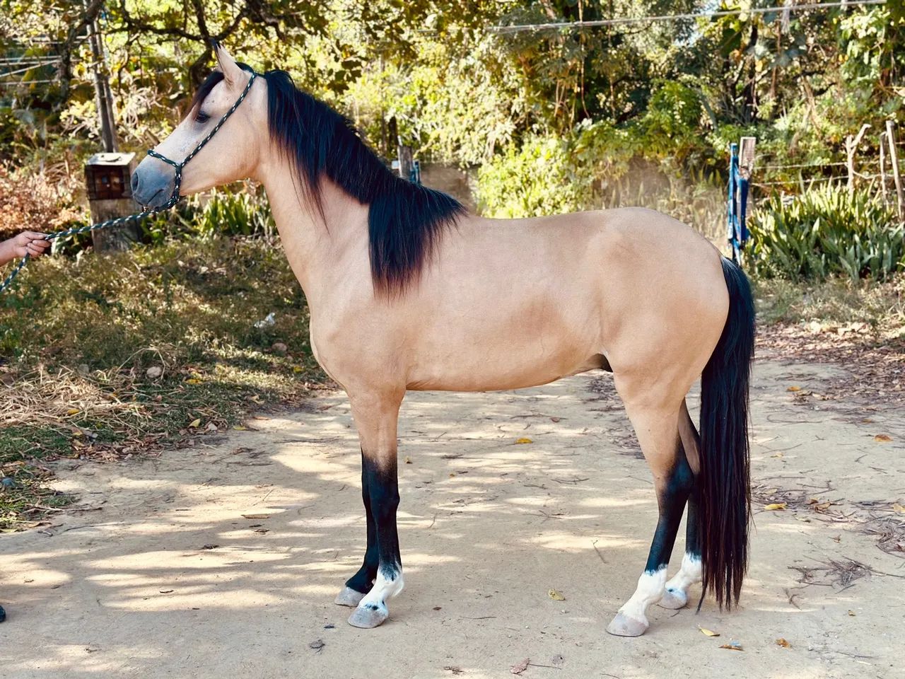 Cavalo Mangalarga Marchador  - Foto 3