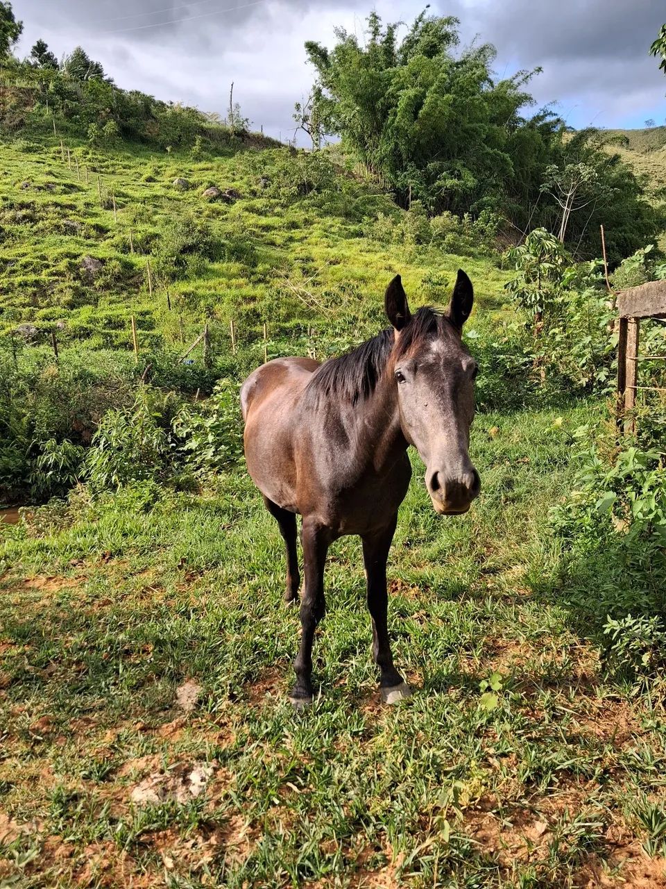 Poldo novo 3 anos vendo barato