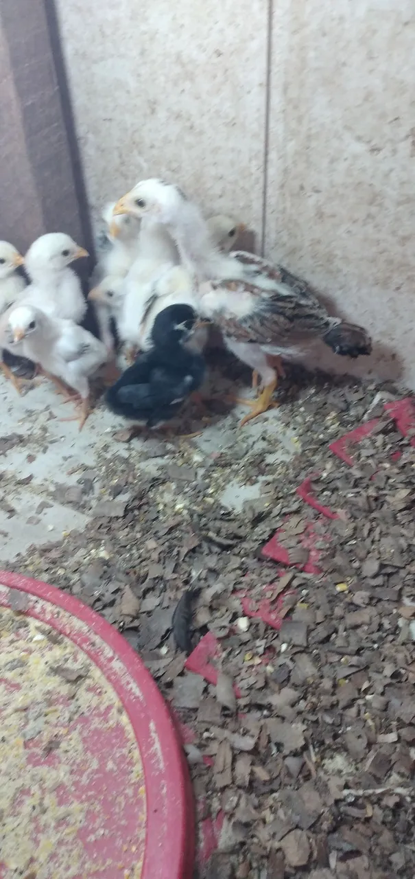 Vendo pintinhos indiano