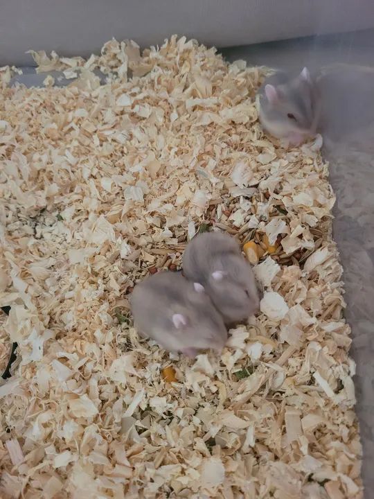 Filhote hamsters anão russo  - Foto 3