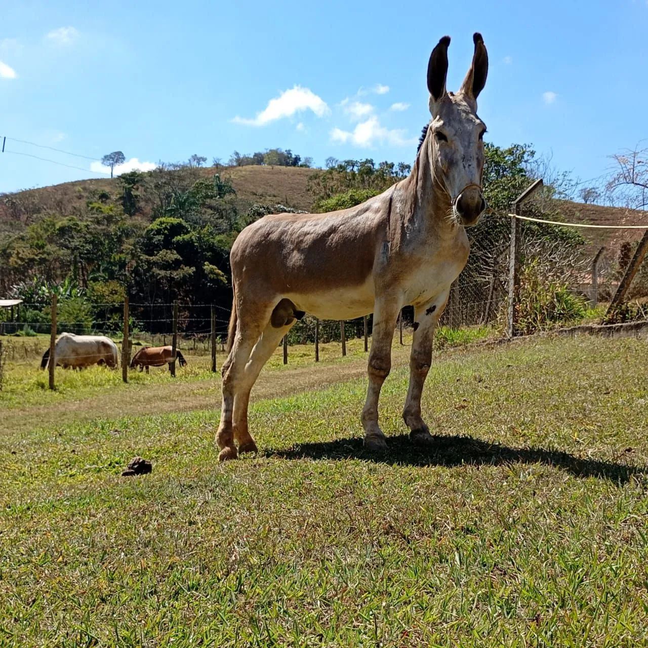 Jumento pêga registrado 