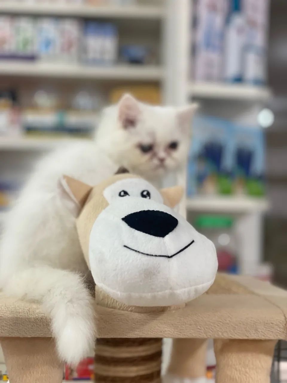 Vendo lindíssimos filhotes de gato persa  - Foto 6