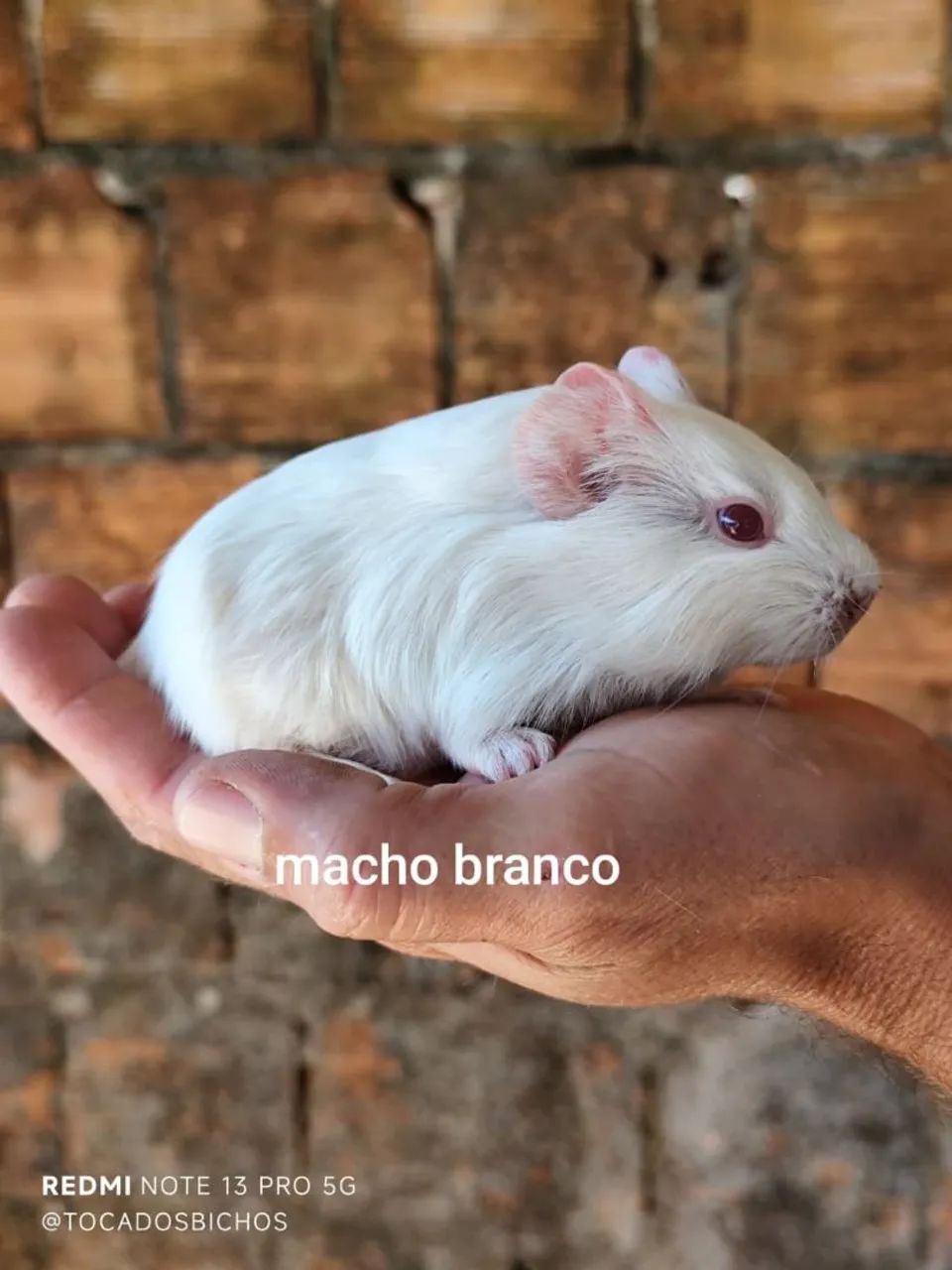  porquinho-da-índia  - Foto 4