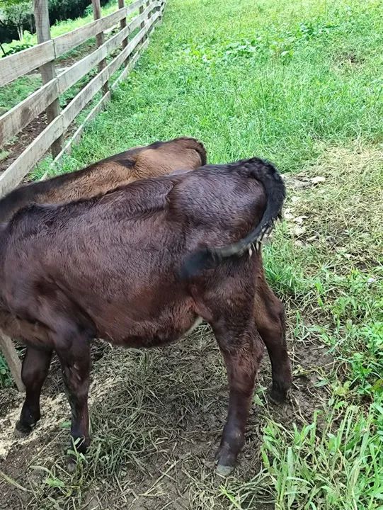 Bezerro e bezerra para venda cada - Foto 4