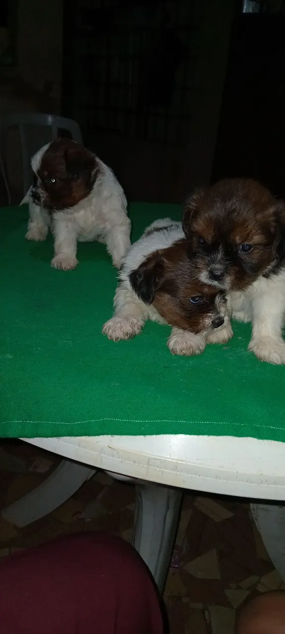 Filhotes Shih Tzu para adoção