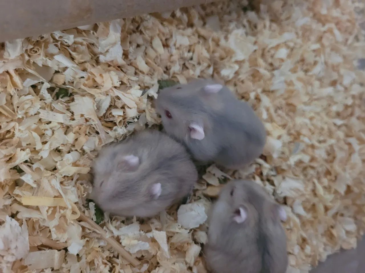 Filhote hamsters anão russo 