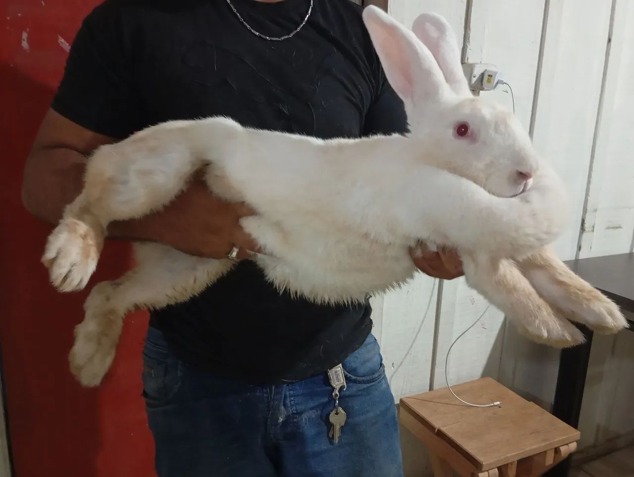 Vendo filhotes de coelhos de Flandres gigante! - Foto 5