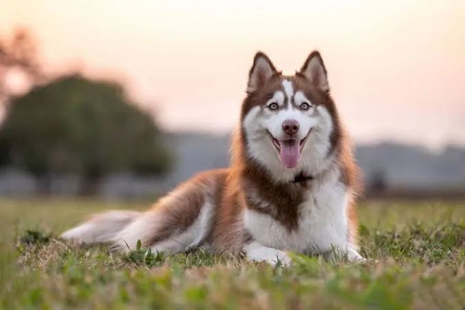 Husky Siberiano lindo e dócil para vender 