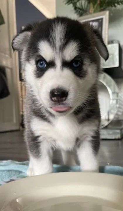 Husky, cãopanheiro, seu melhor amigo, é aqui?