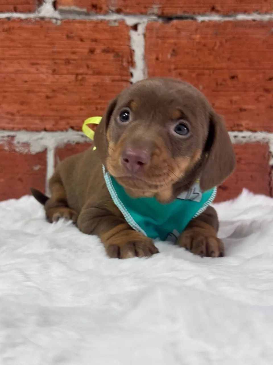 Filhote de Dachshund Miniatura - Puro