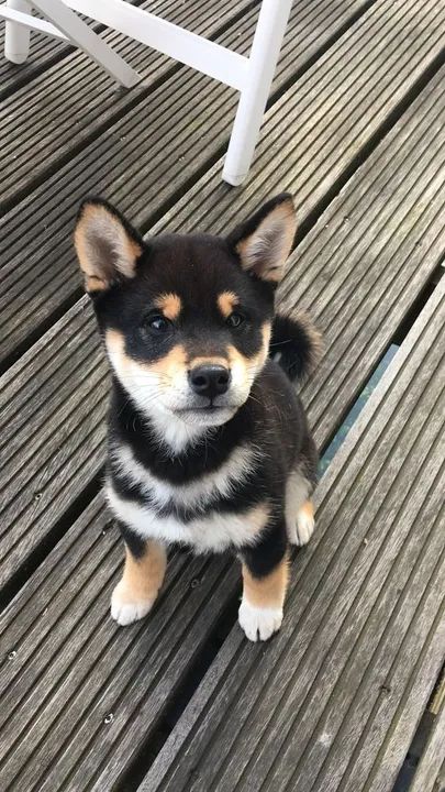 Shiba Inu Filhotes Adoráveis na Cor Preto e Castanho - Foto 2
