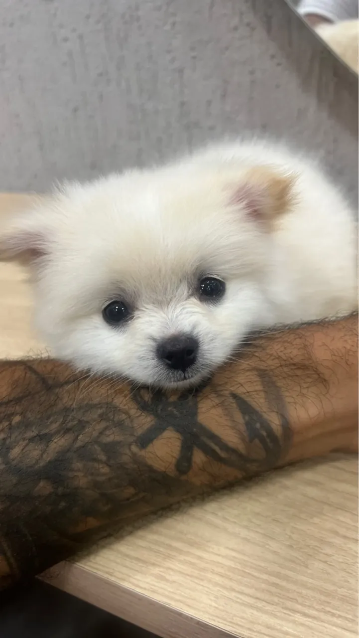 Filhote de Spitz Alemão - Fofura!