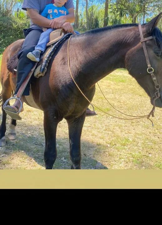 Cavalo crioulo  - Foto 3