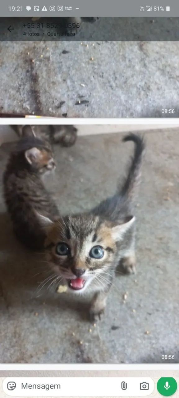 Doação Responsável  - Foto 4