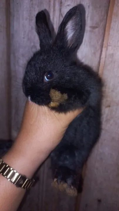 Coelhos filhotes comuns e Raciados - Foto 4