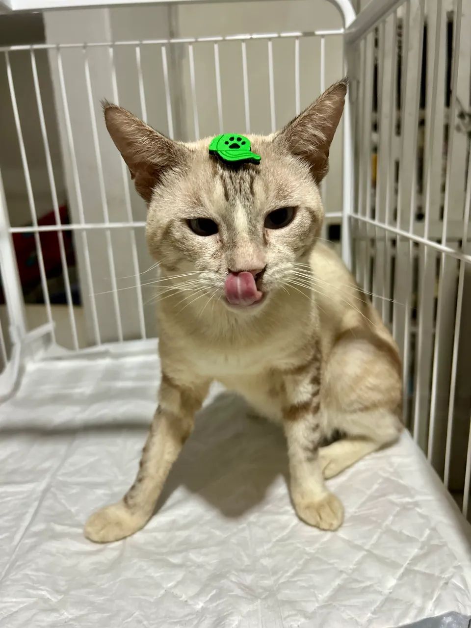 Adote o Thor - Foto 5