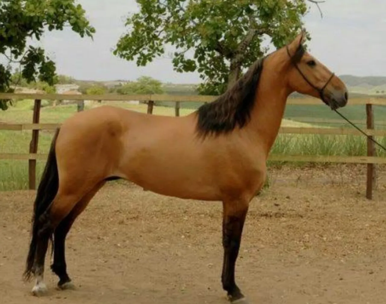 Cavalo para venda