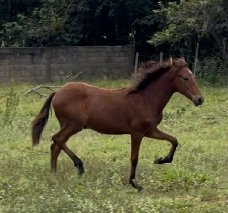 Potro Registrado filho do Orgulho do Cantagallo - Foto 3