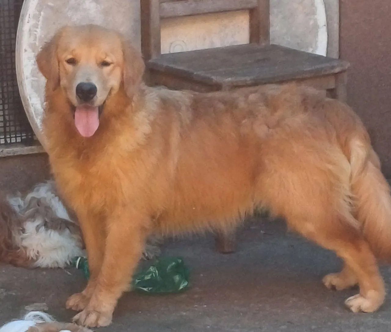 Golden Retriever Fêmea Disponível!