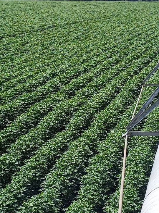 Fazenda 1.800 hect em Itapurah MT. 1.360hect planta.