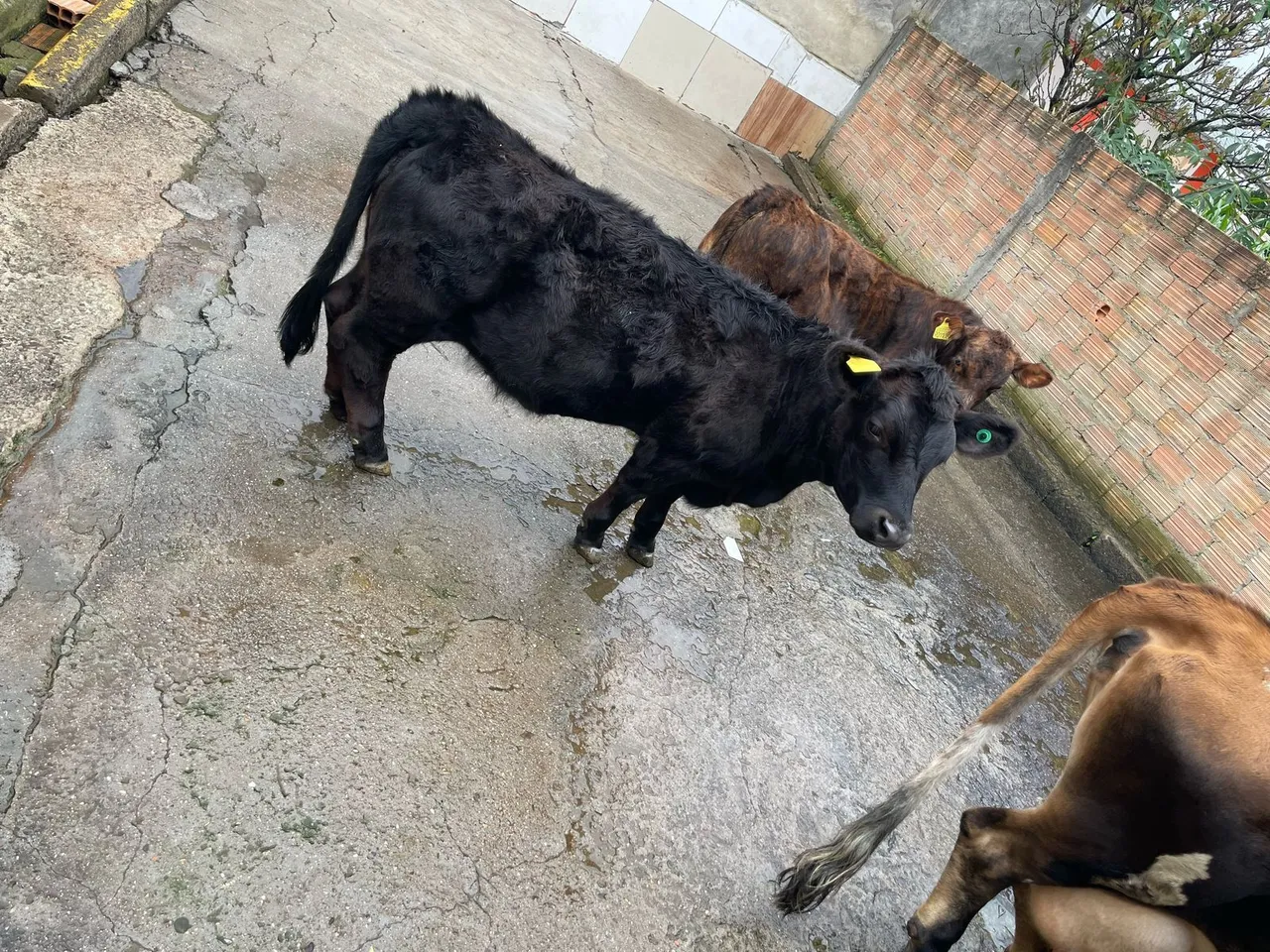 Novilha mini jersey com holandês