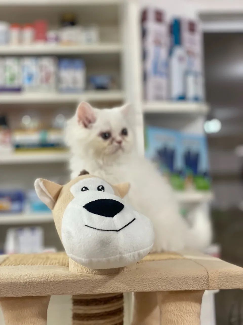 Vendo lindíssimos filhotes de gato persa  - Foto 5